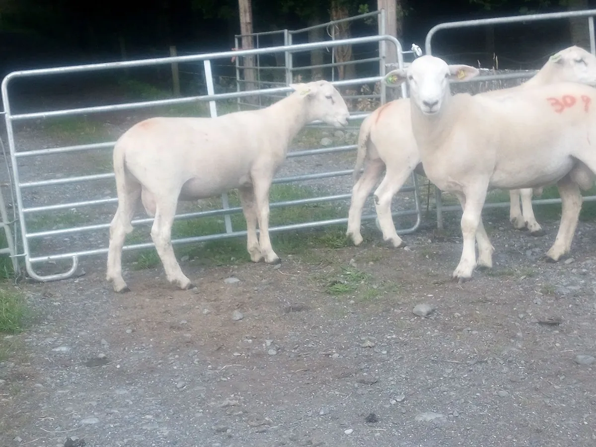Easy Care Ram Lambs - Image 3