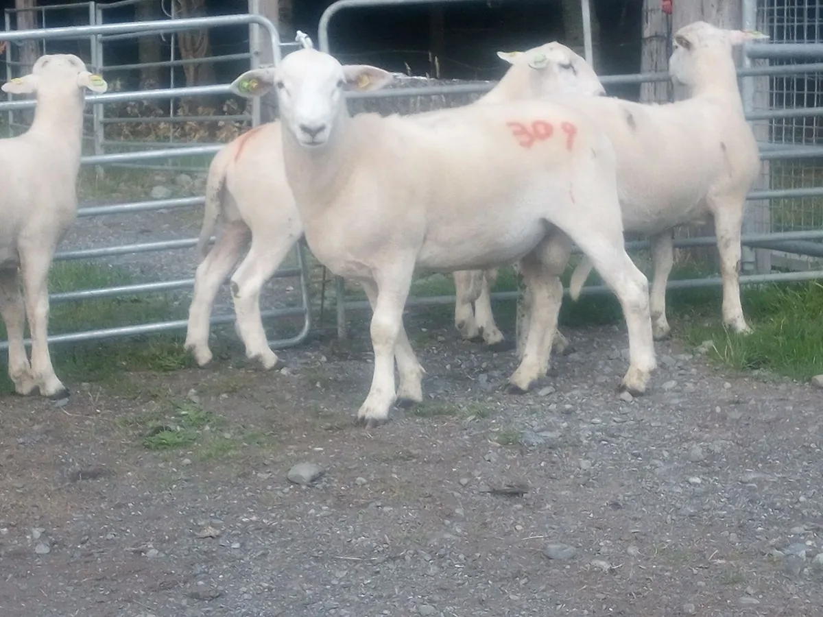Easy Care Ram Lambs - Image 4