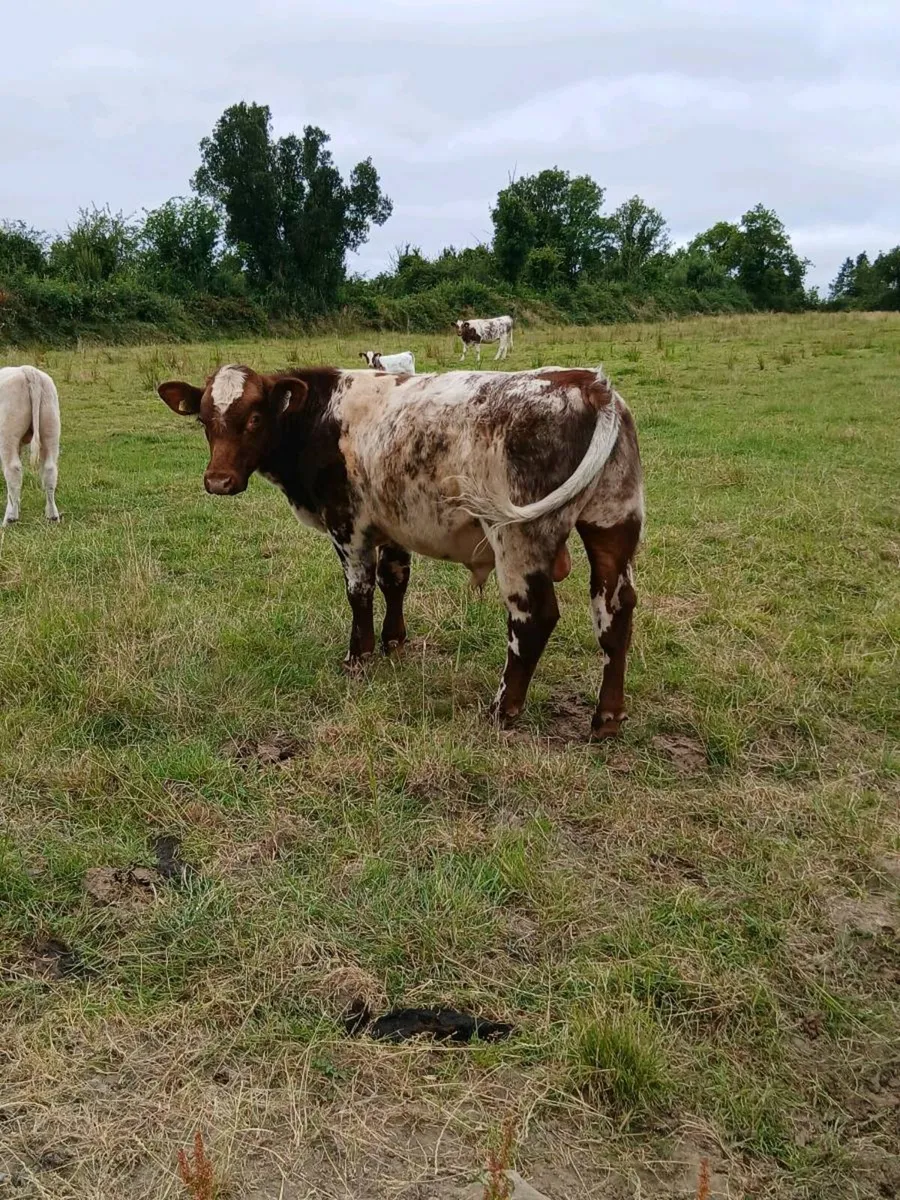 Pedigree shorthorn bull - Image 1