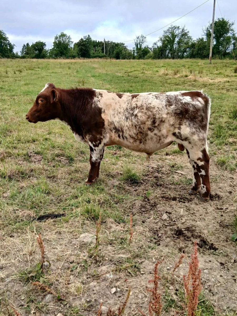 Pedigree shorthorn bull - Image 2