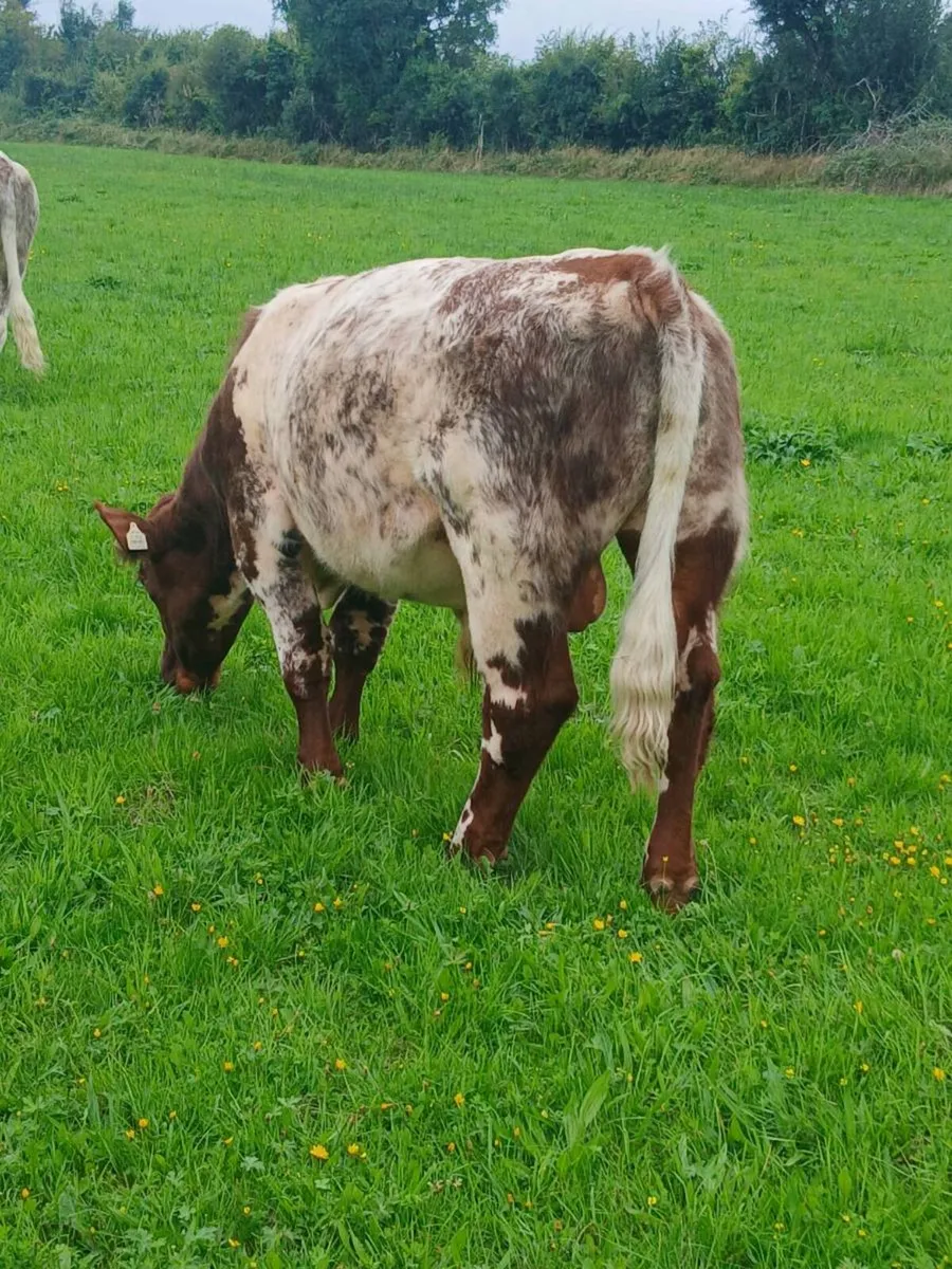 Pedigree shorthorn bull - Image 3