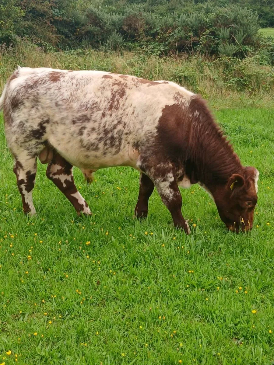 Pedigree shorthorn bull - Image 4