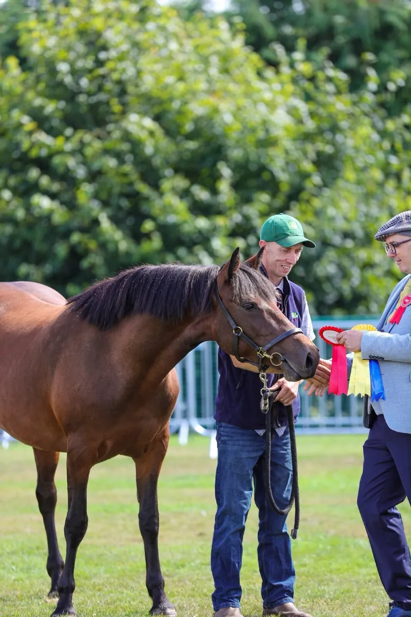 Connemara 3 year old Filly - Image 1