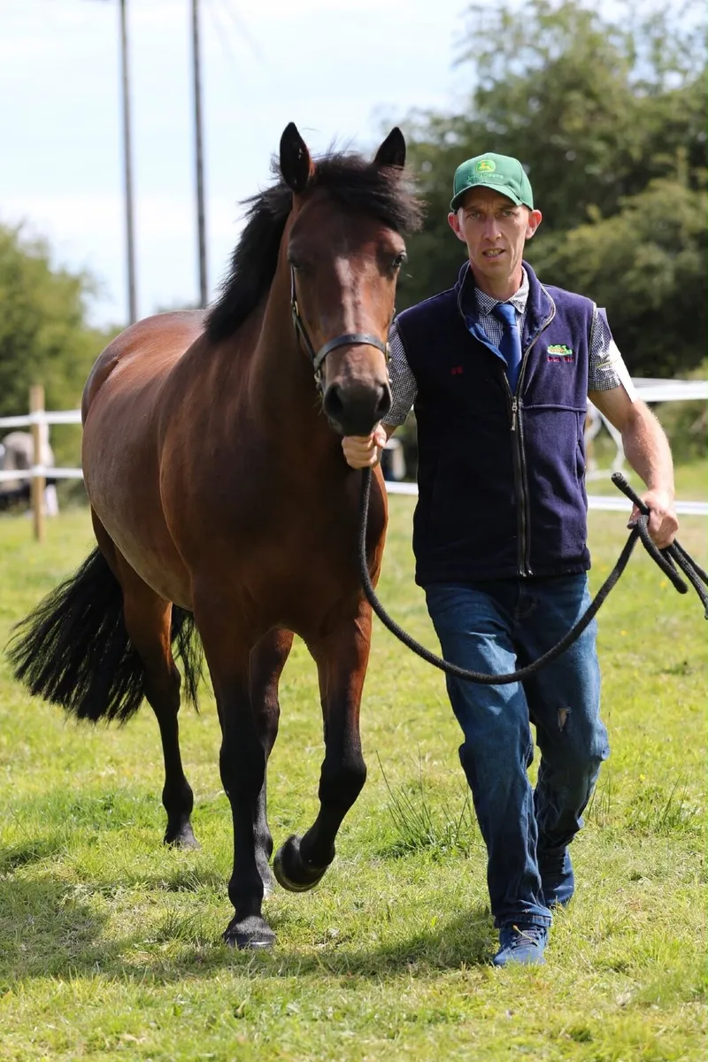 Connemara 3 year old Filly - Image 4
