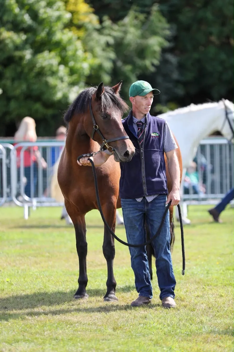 Connemara 3 year old Filly - Image 3
