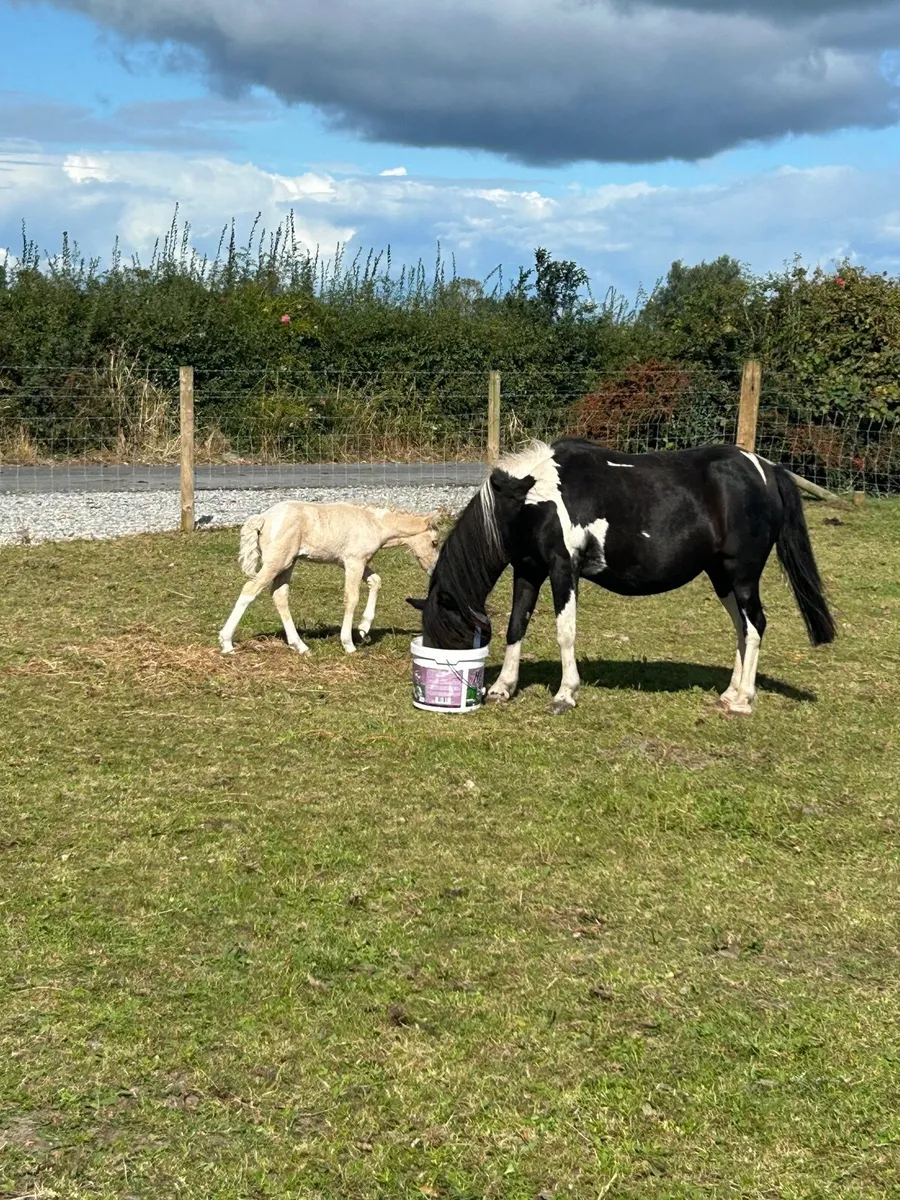 Ponies - Image 4