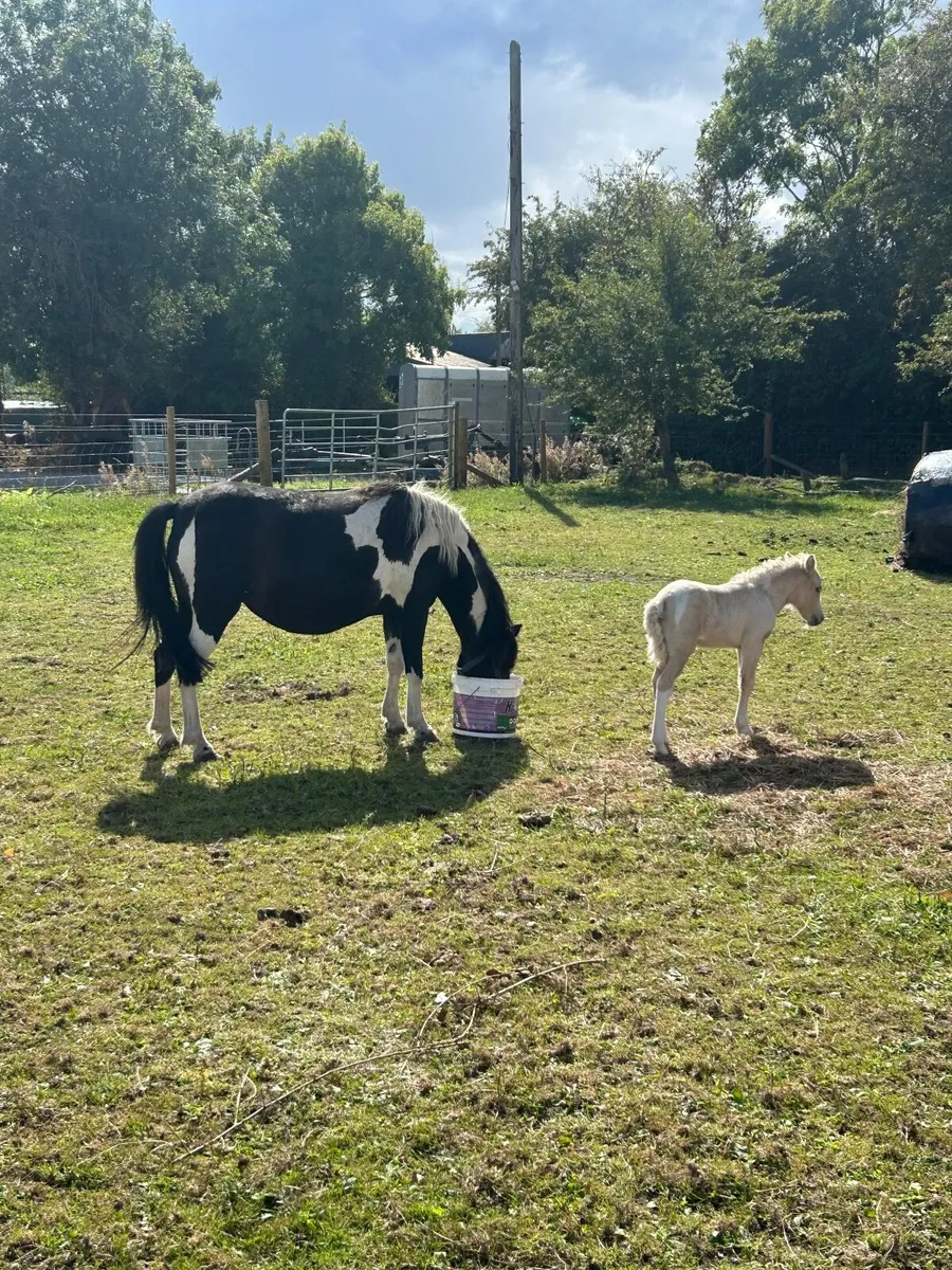 Ponies - Image 1