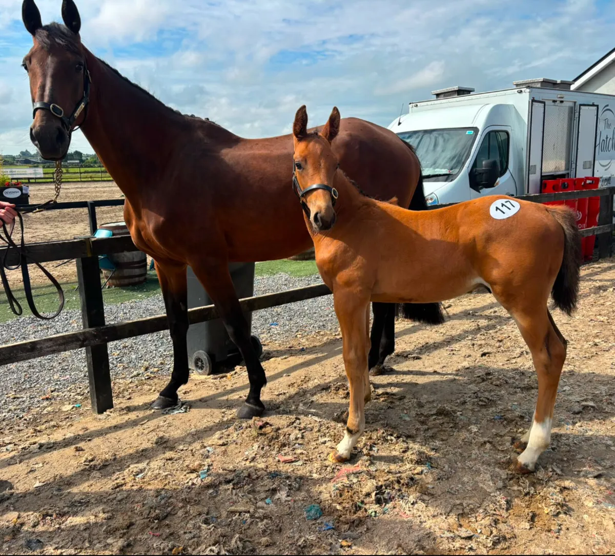 Mare in foal & foal at foot - Image 1