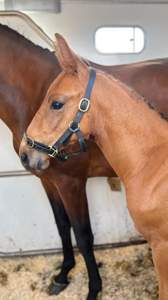 Mare in foal & foal at foot - Image 4