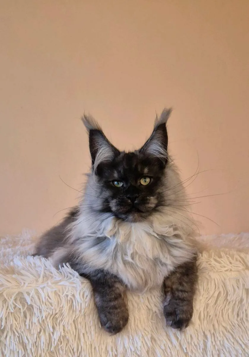 Maine Coon - Image 1