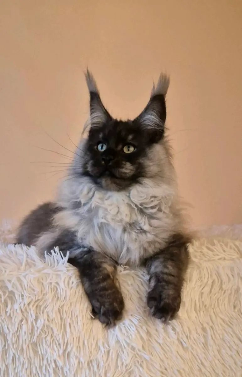 Maine Coon - Image 2