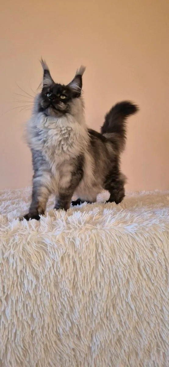 Maine Coon - Image 4
