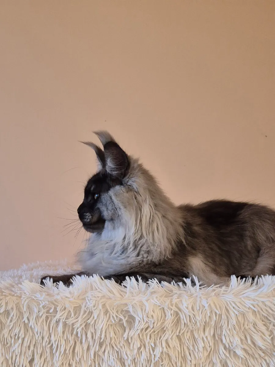 Maine Coon - Image 3