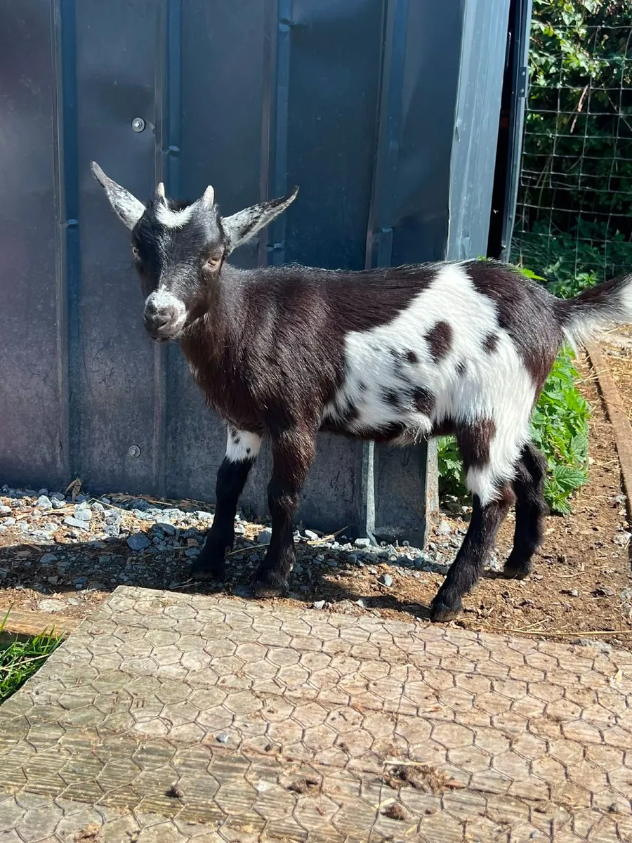 Pigmy goats - Image 1