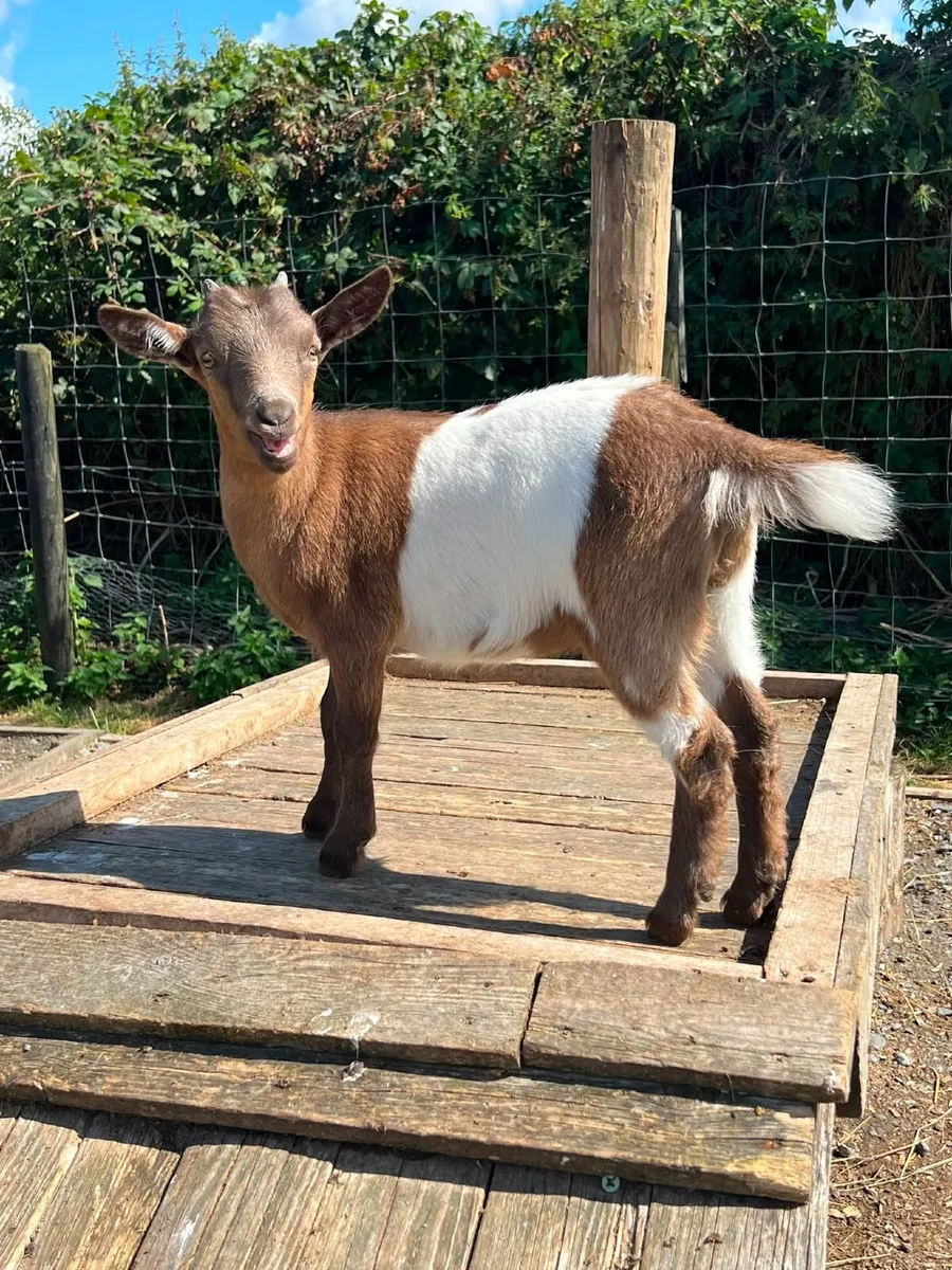 Pigmy goats - Image 2