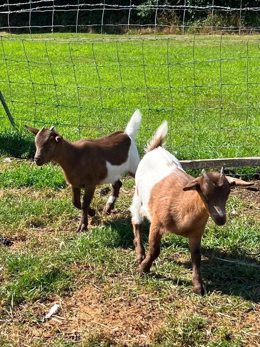 Pigmy goats - Image 4
