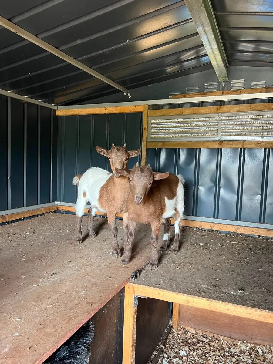 Pigmy goats - Image 3