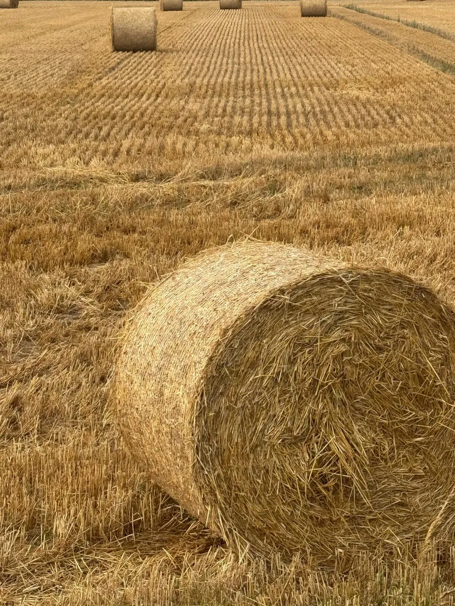 Straw - Image 1