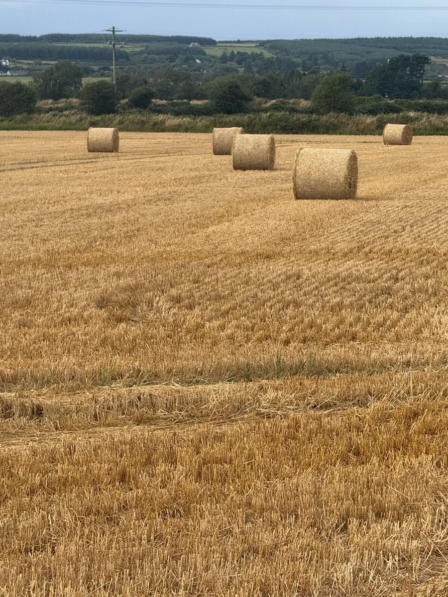 Straw - Image 2