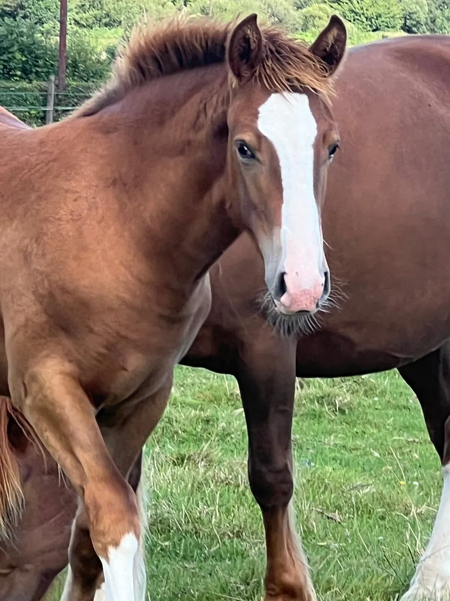 Coolfin dynamite filly foal - Image 2