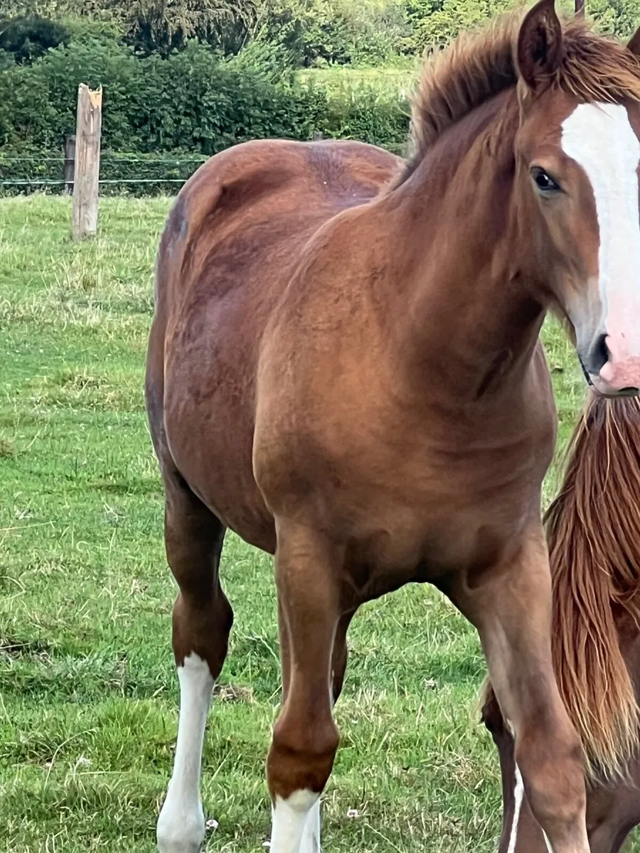 Coolfin dynamite filly foal - Image 3