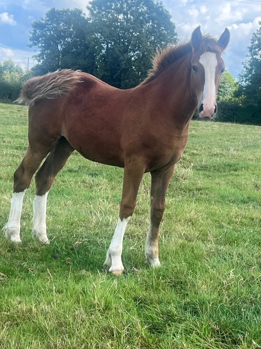 Coolfin dynamite filly foal - Image 4