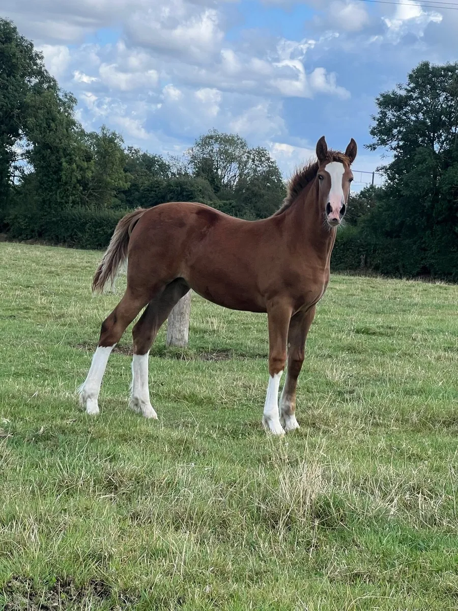 Coolfin dynamite filly foal - Image 1