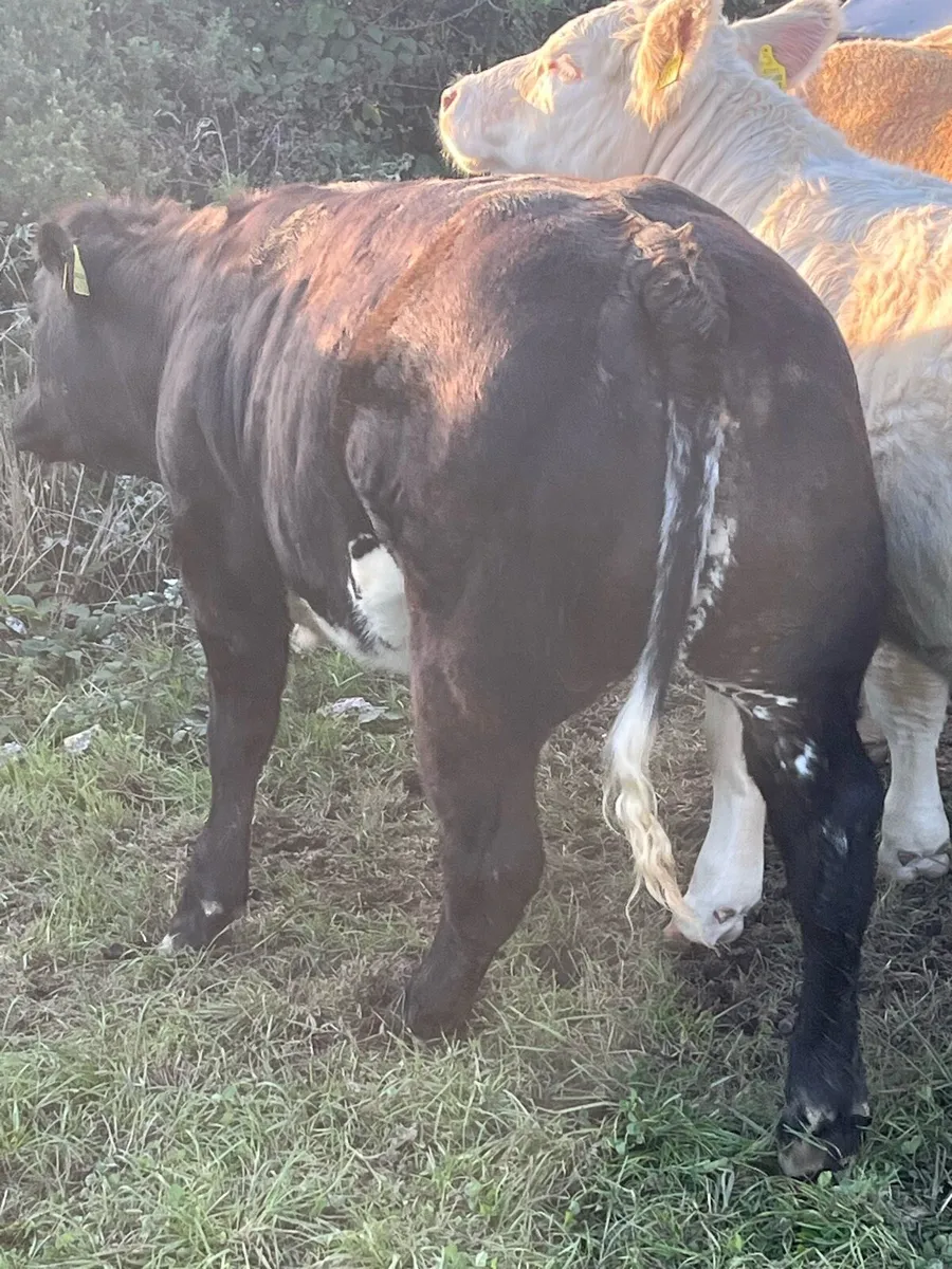 Smashing heifer calf - Image 1