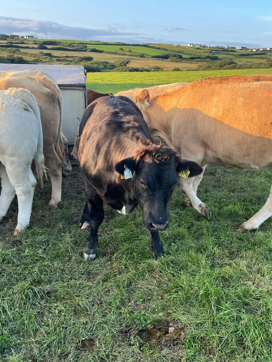 Smashing heifer calf - Image 2