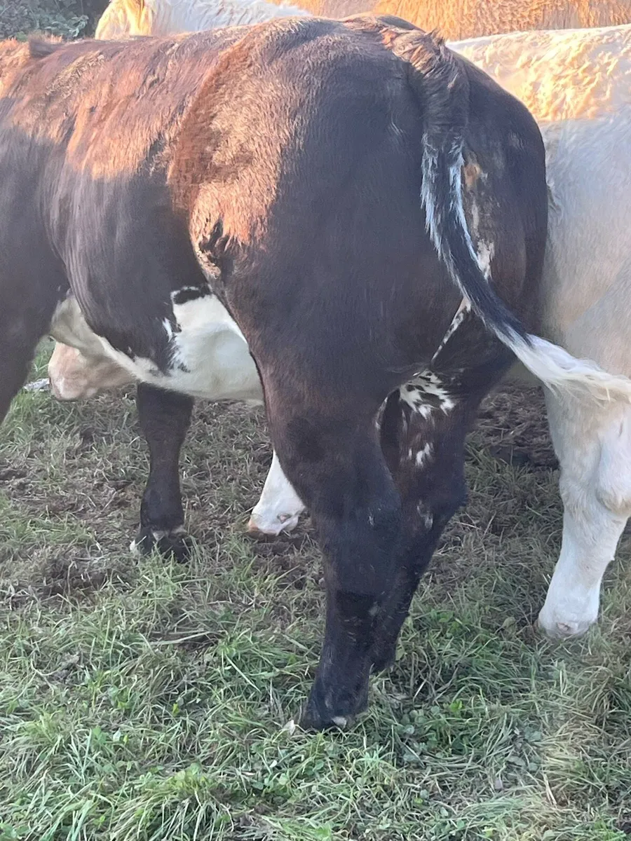 Smashing heifer calf - Image 3