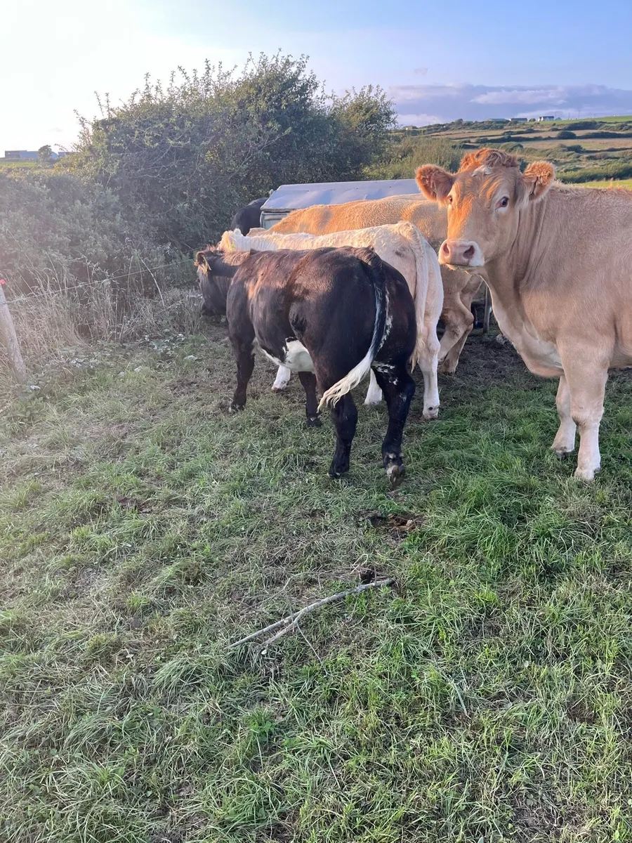 Smashing heifer calf - Image 4