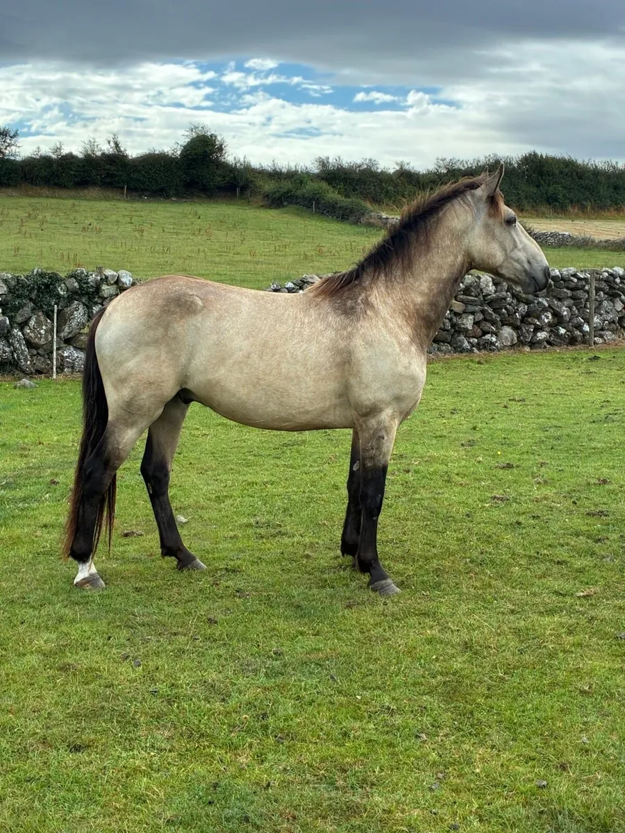 Lovely 2 Year Old Dun Gelding - Image 1