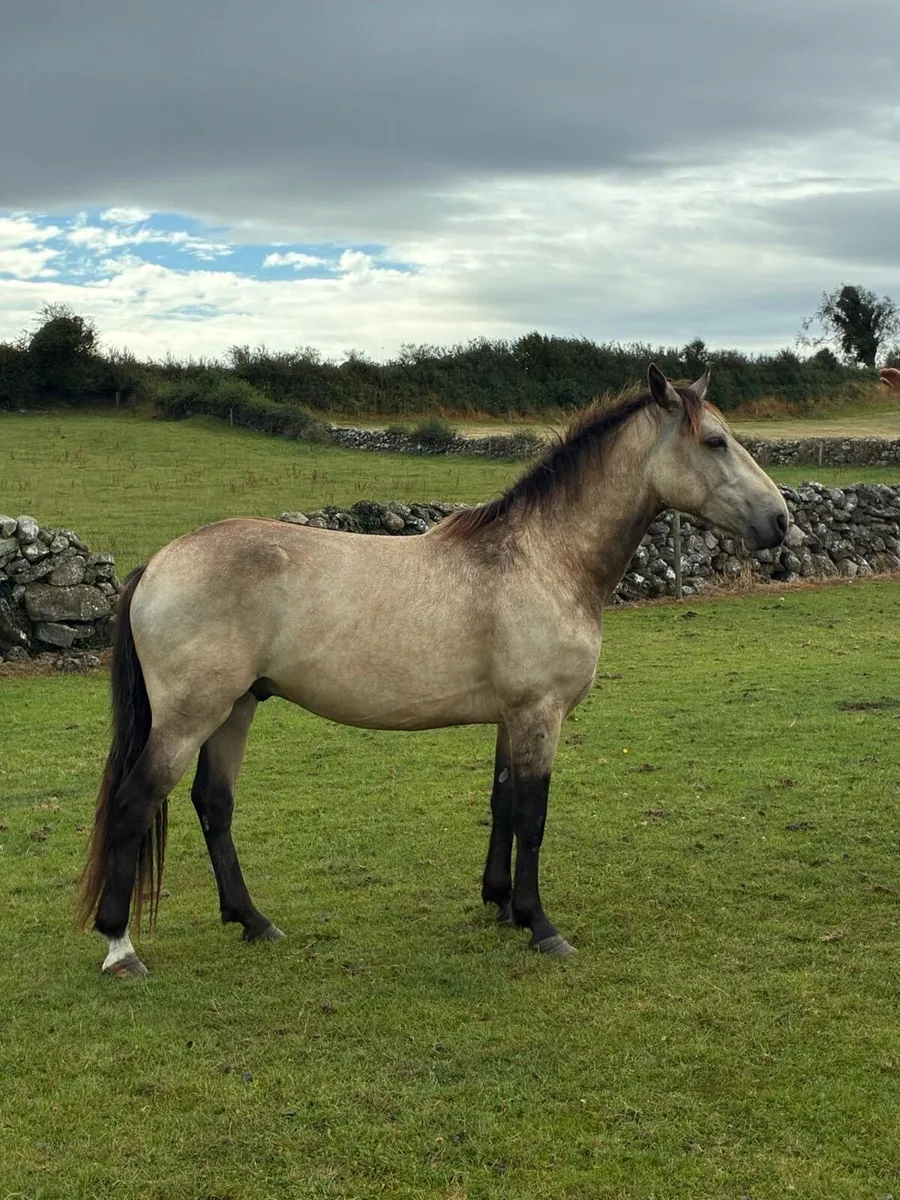 Lovely 2 Year Old Dun Gelding - Image 3
