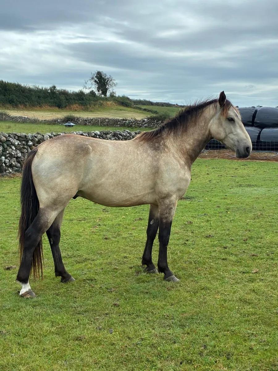 Lovely 2 Year Old Dun Gelding - Image 2