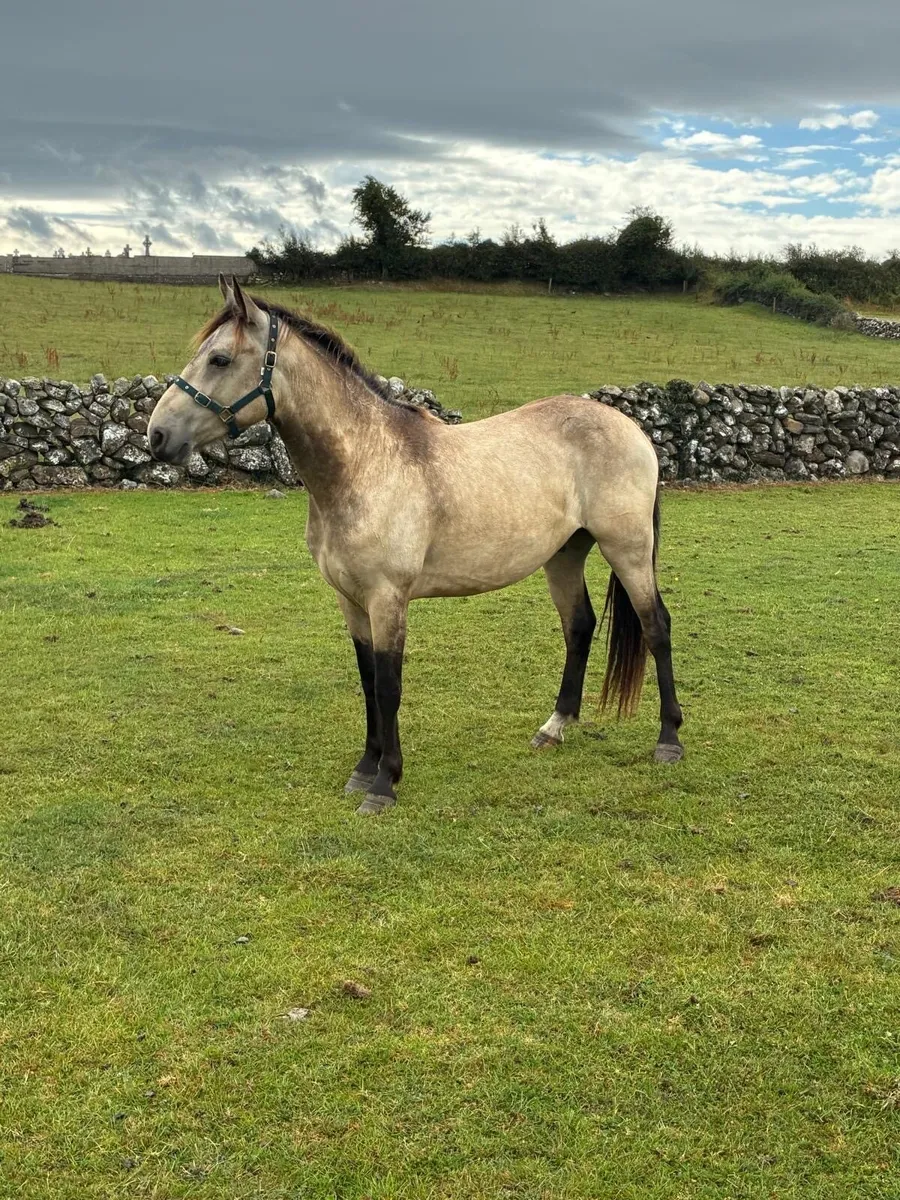 Lovely 2 Year Old Dun Gelding - Image 4