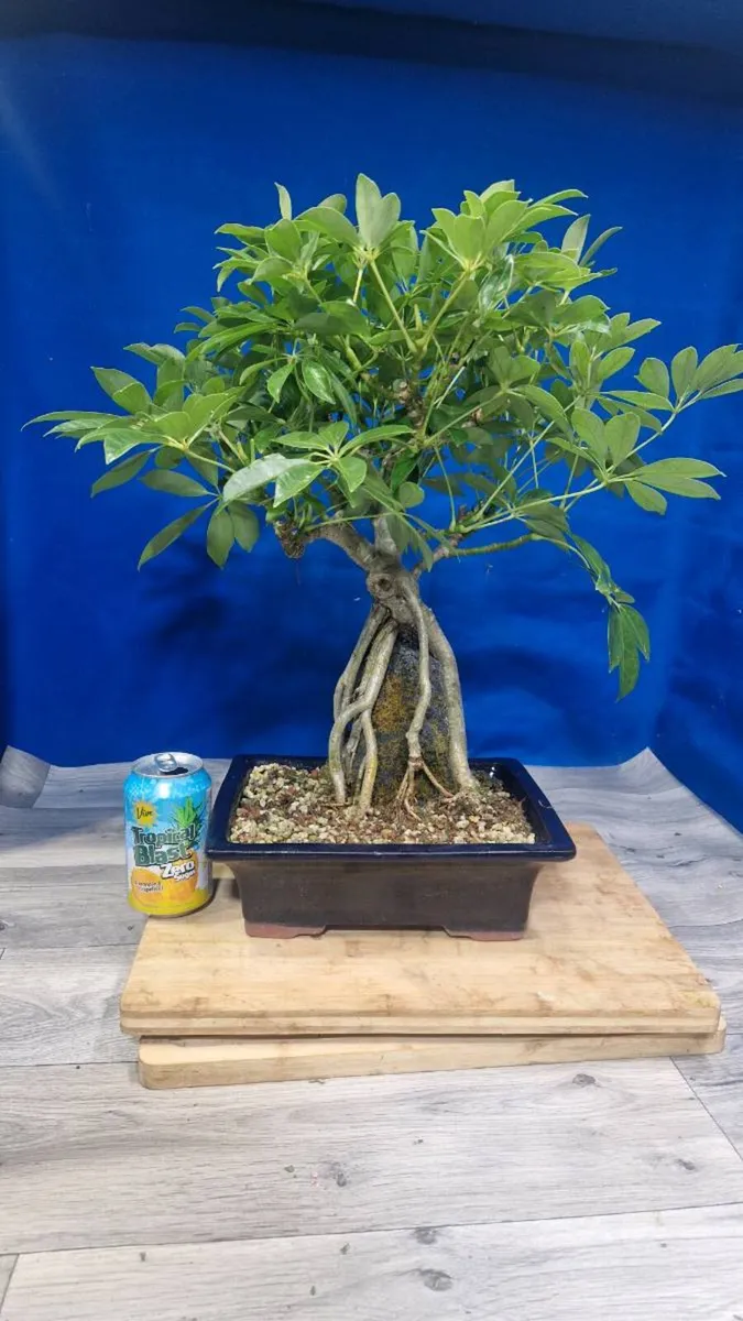Schefflera  Bonsai Root‑Over‑Rock - Image 1