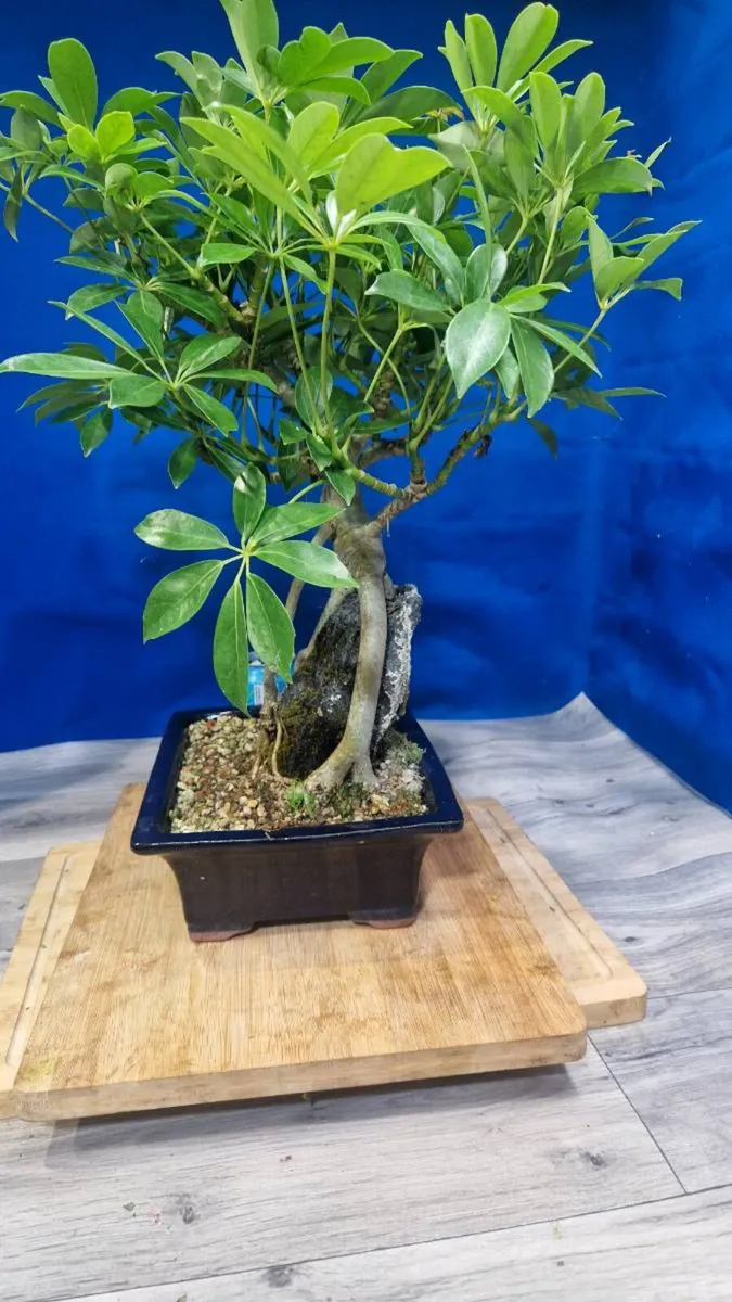 Schefflera  Bonsai Root‑Over‑Rock - Image 2