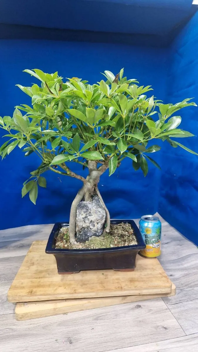 Schefflera  Bonsai Root‑Over‑Rock - Image 3