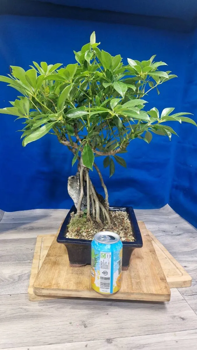 Schefflera  Bonsai Root‑Over‑Rock - Image 4