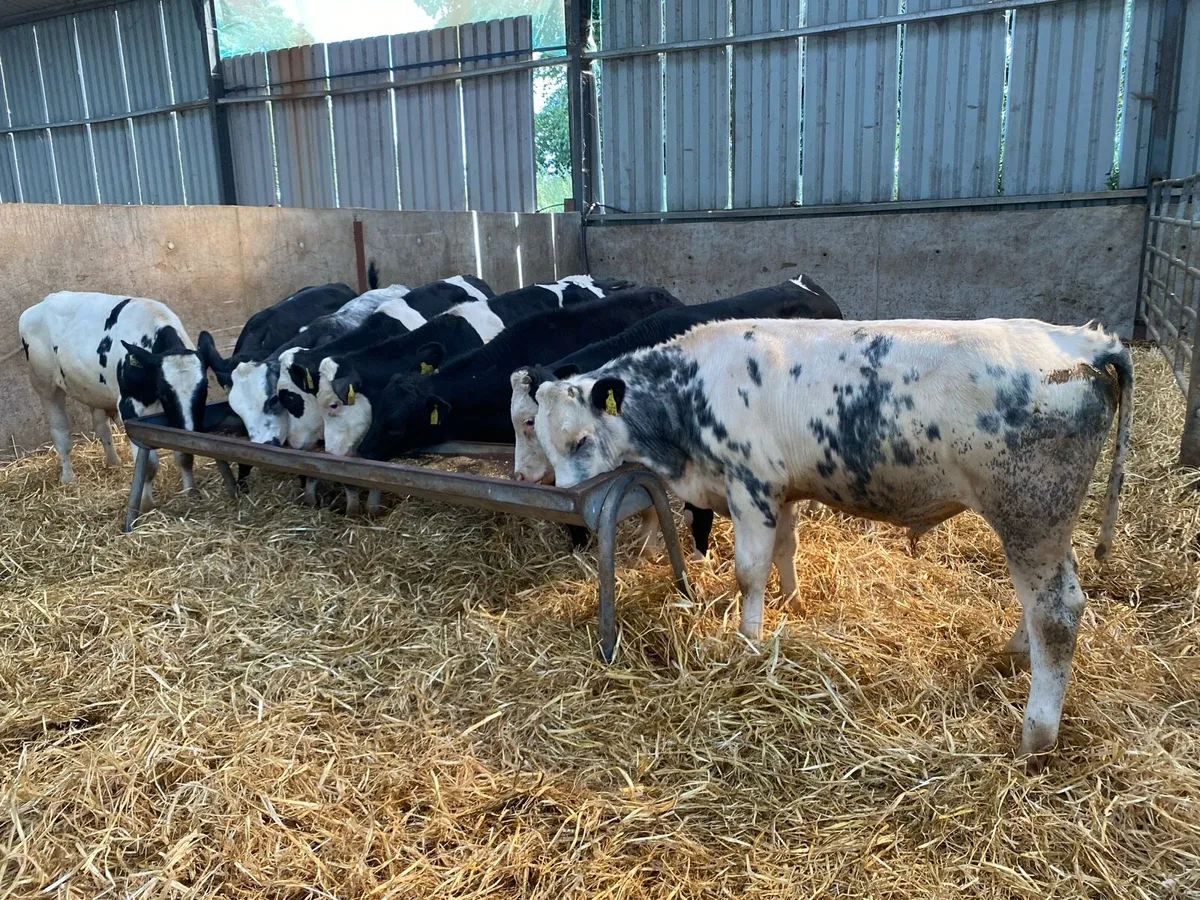 10 Blue/Hereford Bullocks 280kg (No Moves) - Image 1