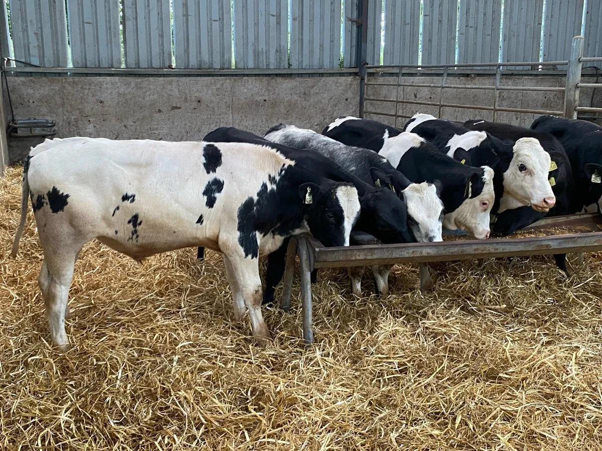 10 Blue/Hereford Bullocks 280kg (No Moves) - Image 2