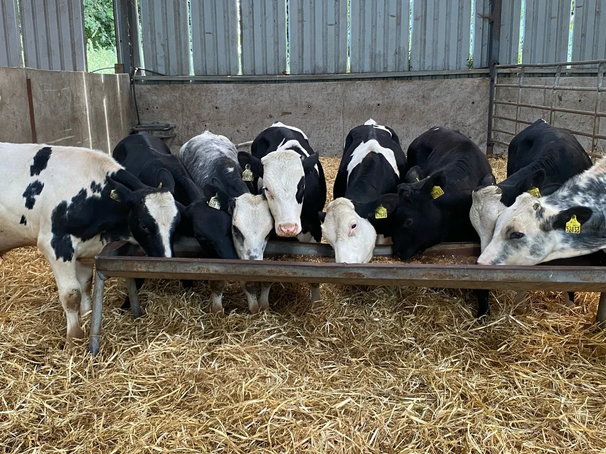 10 Blue/Hereford Bullocks 280kg (No Moves) - Image 3