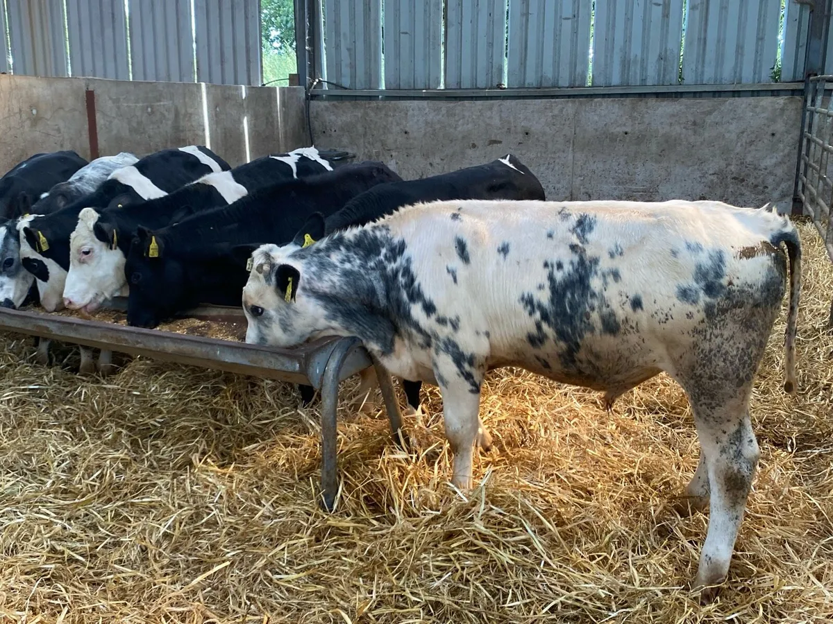 10 Blue/Hereford Bullocks 280kg (No Moves) - Image 4