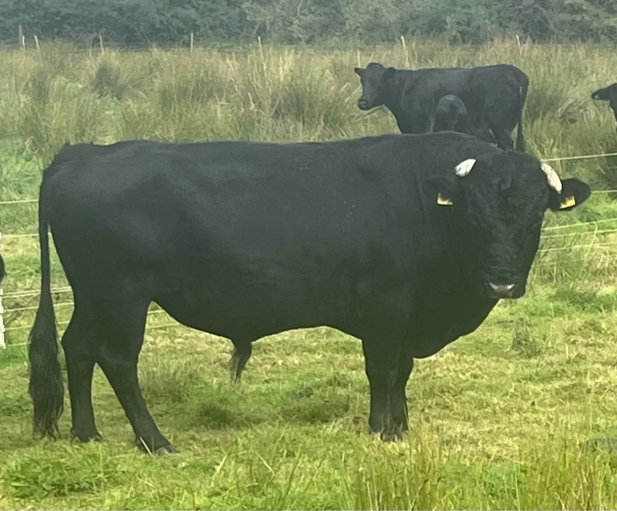 Dexter Cattle - Image 1