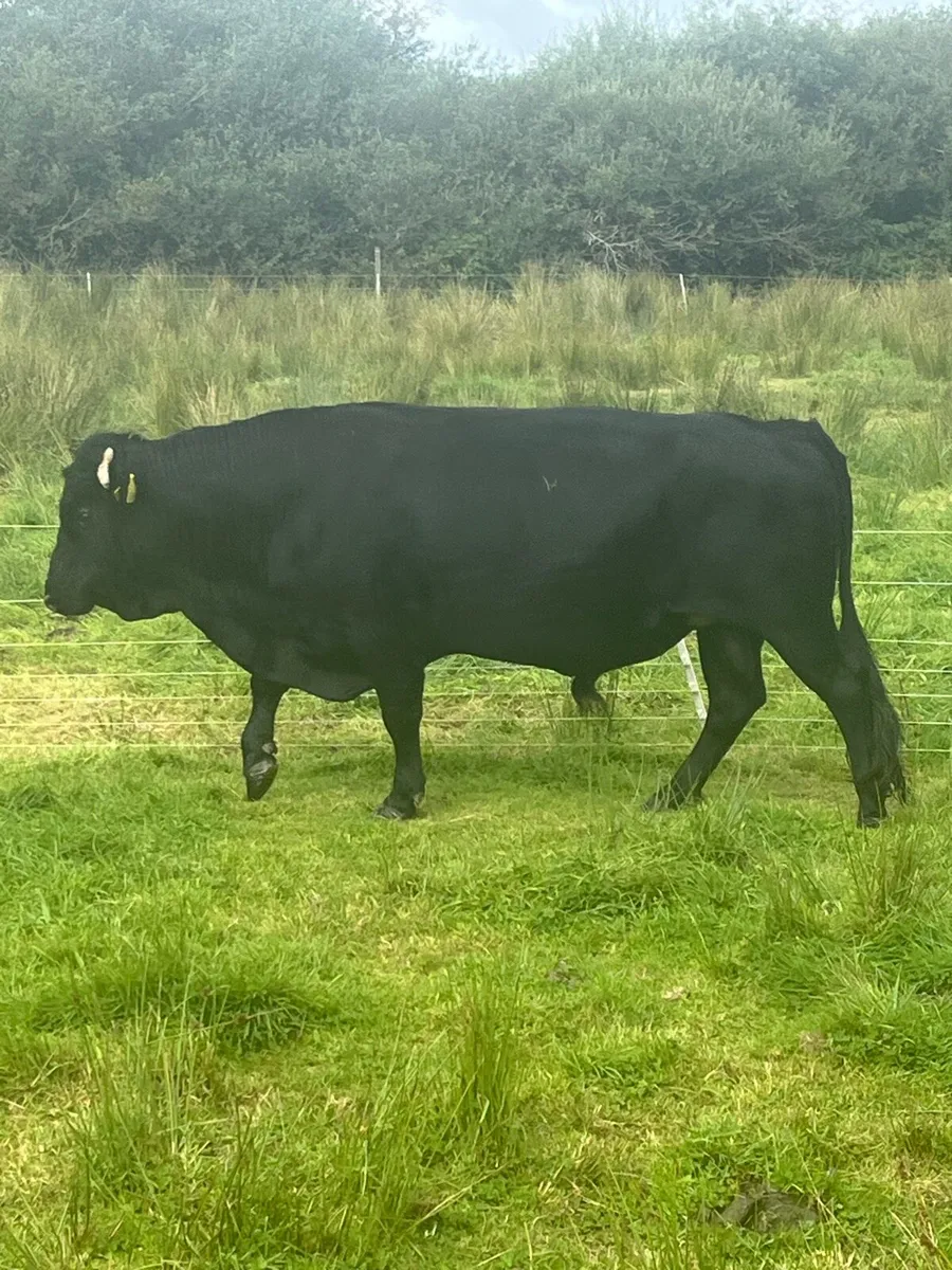 Dexter Cattle - Image 2