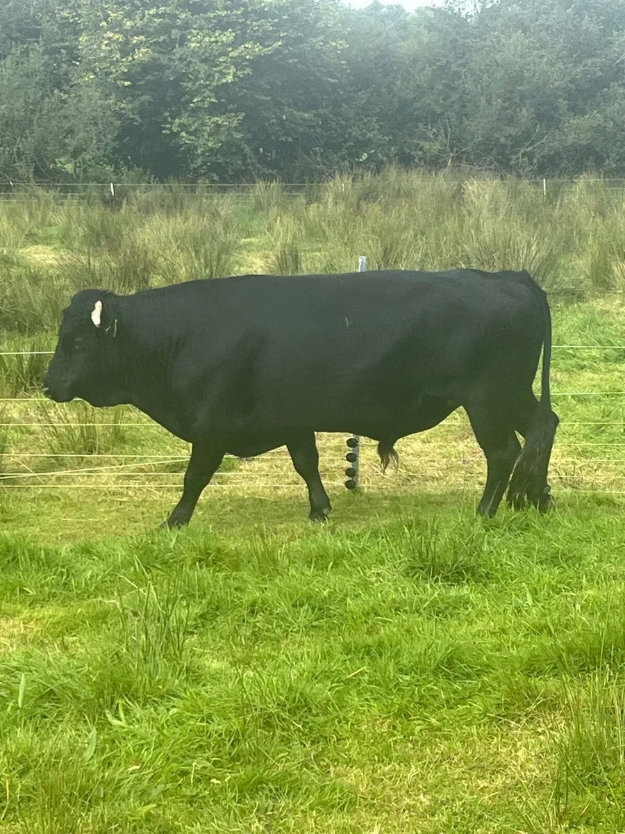 Dexter Cattle - Image 3