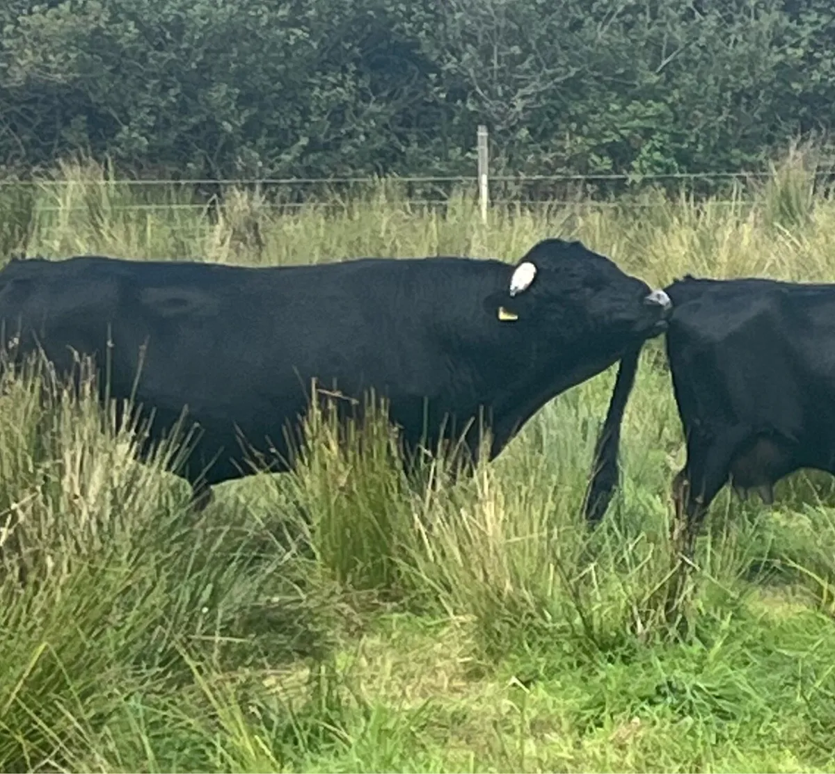 Dexter Cattle - Image 4
