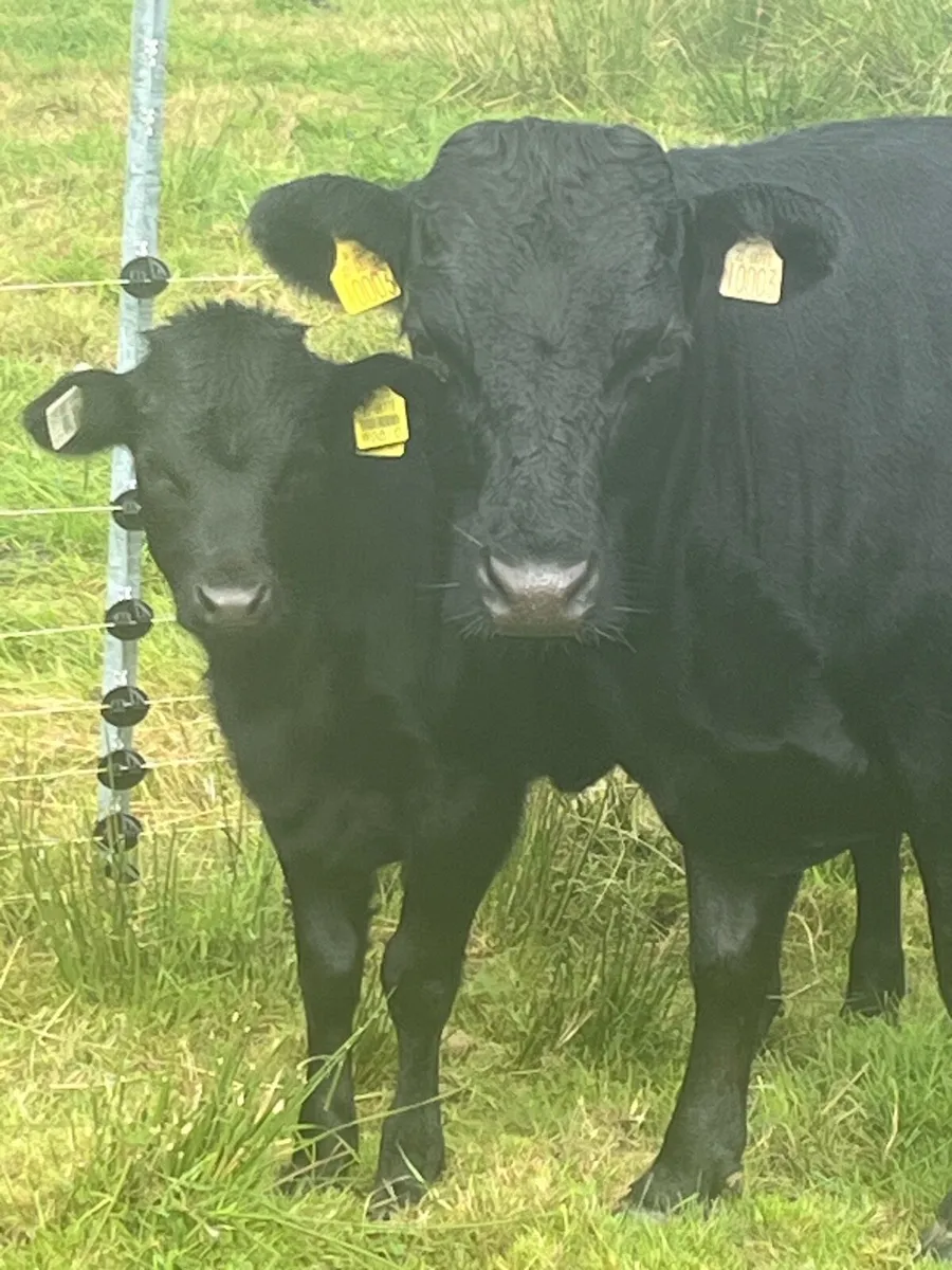 Dexter Cattle - Image 1