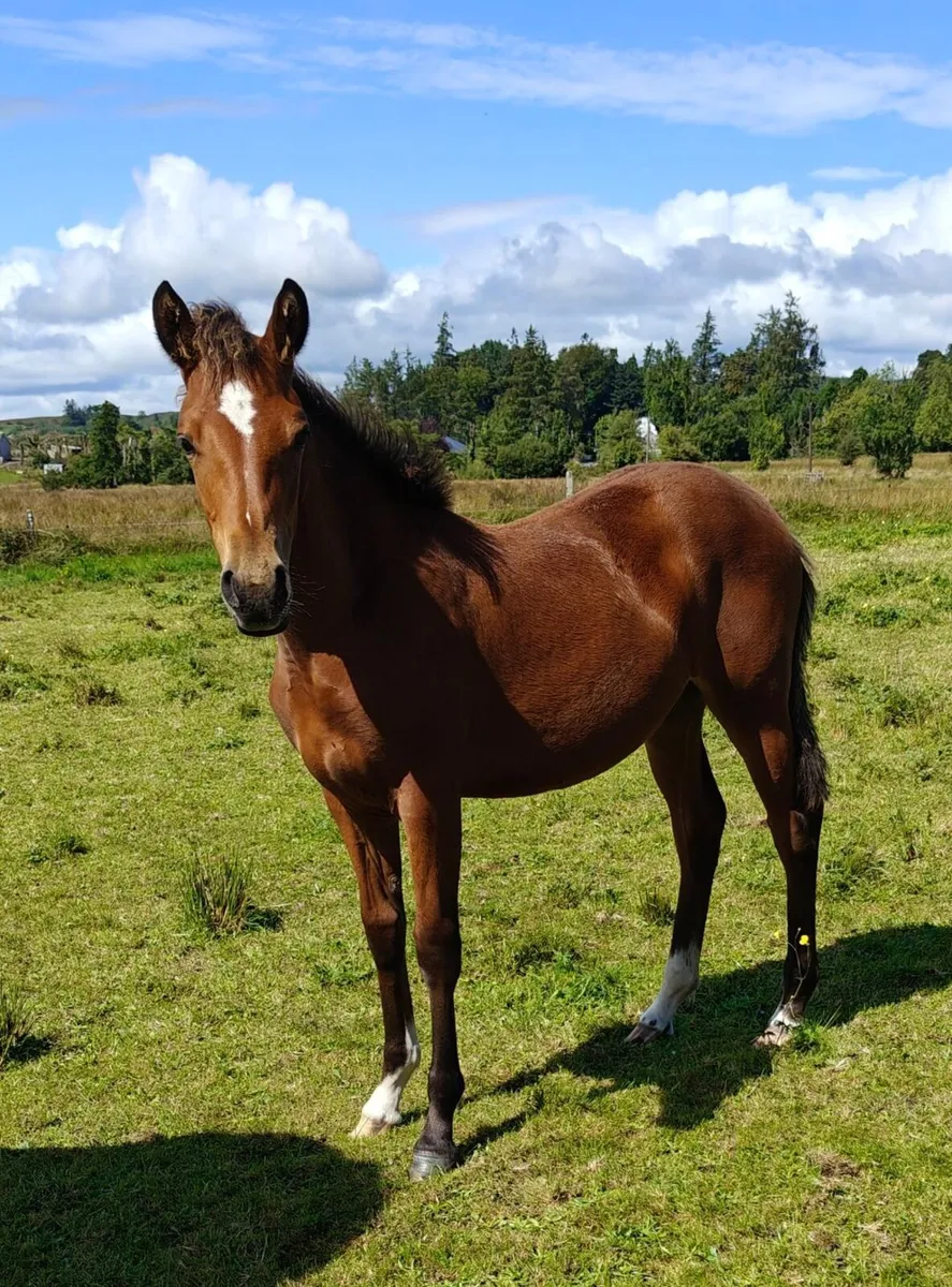 Bog Mac Bobby x Moonlight Silver Shadow filly foal - Image 3
