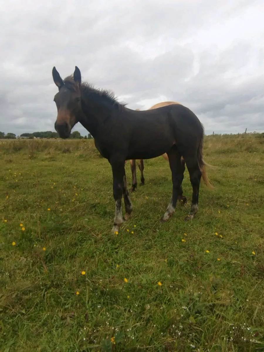 Connemara/ISH filly - Image 4